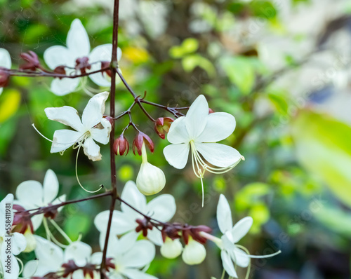 nodding cleridendron white  Flowering in a bouquet at the top or at the end of the branch. The red bell-shaped flower base has 5 white petals. is a small shrub  Flowering during June-December. photo