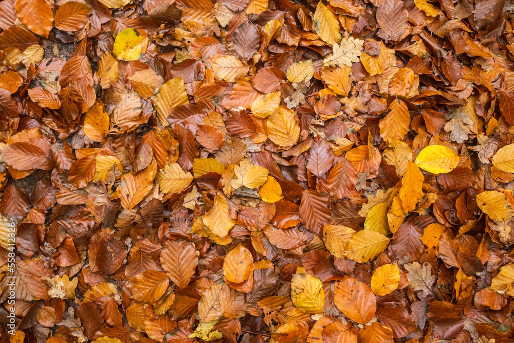 A Colorful Carpet of Leaves A Colorful Carpet of Leaves