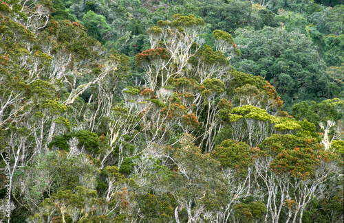 Foret primaire, Parc national de Andohahela, Madagascar photo