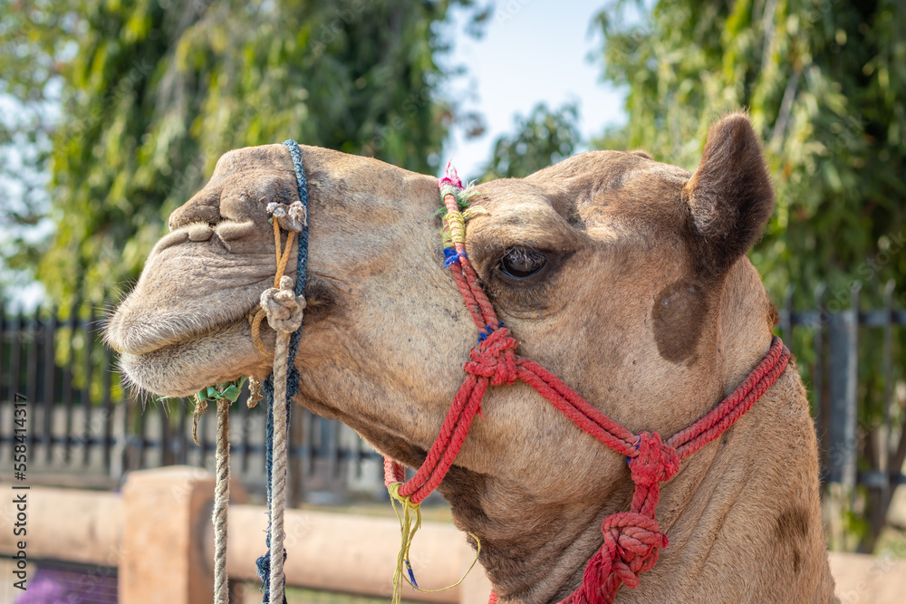 Obraz premium isolated camel head shot close up from flat angle