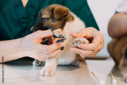 Checking the breath. Male veterinarian in work uniform listening to the breath of a small dog with a phonendoscope in veterinary clinic. Pet care concept