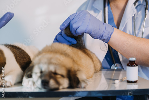 Fototapeta Naklejka Na Ścianę i Meble -  Checking the breath. Male veterinarian in work uniform listening to the breath of a small dog with a phonendoscope in veterinary clinic. Pet care concept