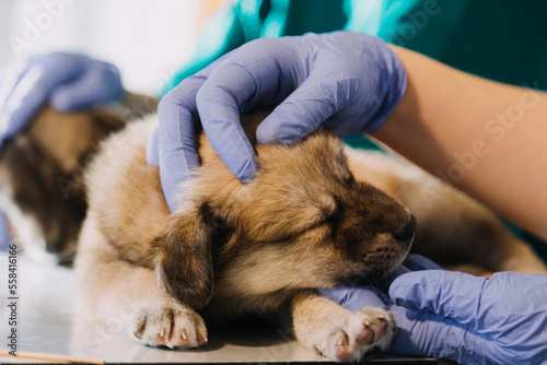 Checking the breath. Male veterinarian in work uniform listening to the breath of a small dog with a phonendoscope in veterinary clinic. Pet care concept