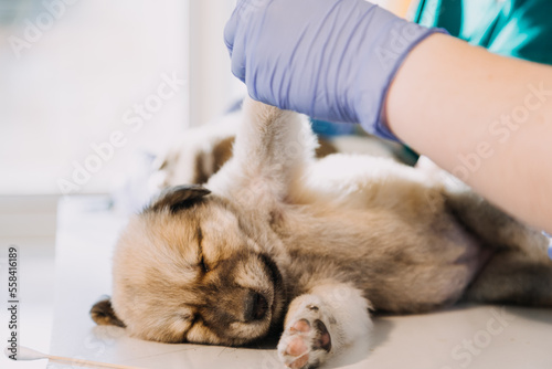 Checking the breath. Male veterinarian in work uniform listening to the breath of a small dog with a phonendoscope in veterinary clinic. Pet care concept