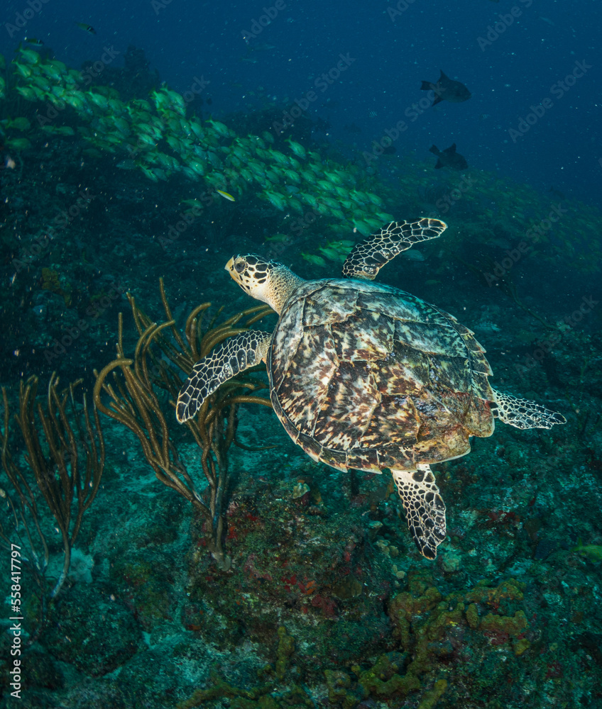 Obraz premium Turtle on the reef off the Dutch Caribbean island of Sint Maarten