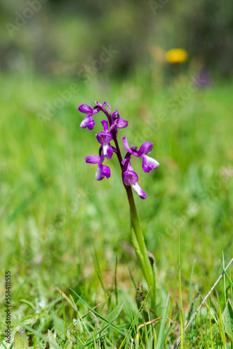 Green-winged orchid, Orchis morio. Photo taken in Guadarrama Mountains, La Pedriza, Madrid, Spain