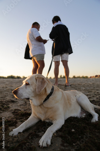 The dog is lying on the sand and people are standing behind him