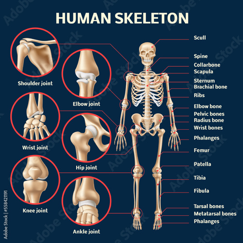 Realistic human skeleton infographic. 3d male body structure front view, educational anatomy medical poster, different bones and joints names, 3d isolated elements, utter vector concept