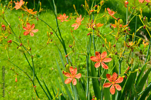 Belamcanda chinensis in the park.