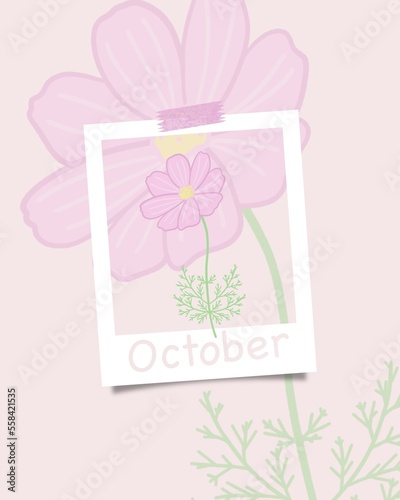 Minimalist flat floral illustration of pink cosmos flower in October. October concept theme, modern muted colors. Trendy calendar, autumn season.