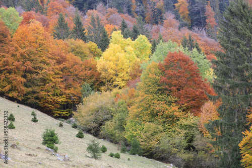 Herbst im Schwarzwald