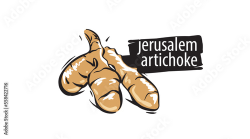 Drawn jerusalem artichoke isolated on a white background