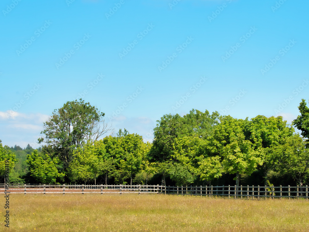 Grassy Field in Summer with Trees and Fencing
