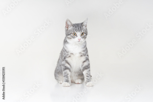Funny small tabby gray kitten with beautiful big yellow eyes isolated on white background. Lovely fluffy cat is playing in studio. © Acronym