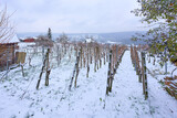 snowy vineyard on a misty  cold winterday in Stuttgart, Baden Wuerttemberg, Germany