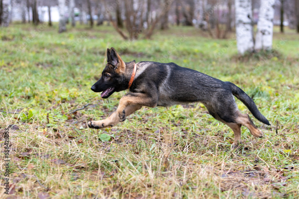 Puppy German Shepherd plays in the park on the lawn. Blurred focus in motion Puppy German Shepherd plays in the park on the lawn. Blurred focus in motion