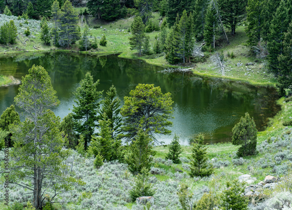 See the pond, river reflection of pine trees in Yellowstone National Park. Lots of greenery shown as you look below at the water. This is seen from a lookout on a park drive. See the pond, river reflection of pine trees in Yellowstone National Park. Lots of greenery shown as you look below at the water. This is seen from a lookout on a park drive.