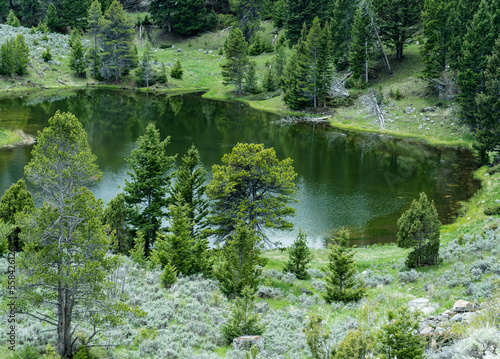 See the pond, river reflection of pine trees in Yellowstone National Park. Lots of greenery shown as you look below at the water. This is seen from a lookout on a park drive.