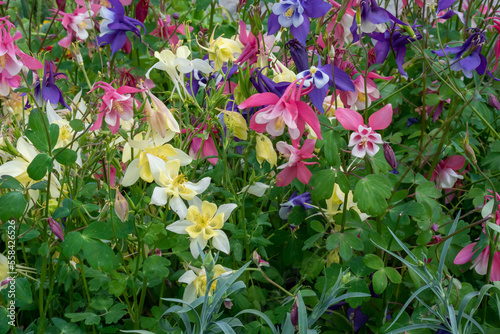 Mixed Columbine Flowers Growing In The Garden In Spring