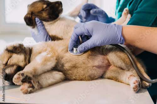 Checking the breath. Male veterinarian in work uniform listening to the breath of a small dog with a phonendoscope in veterinary clinic. Pet care concept