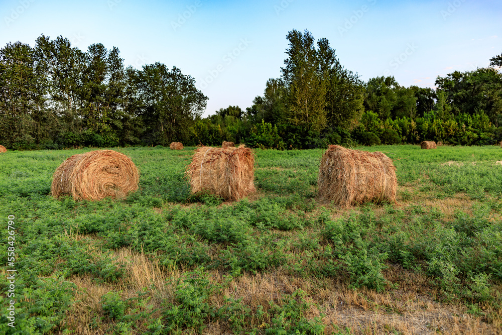 mowing forest hay dawn village summer