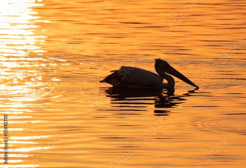 A Spot-billed pelican swimming during sunset at Uppalapadu Bird Sanctuary, India photo