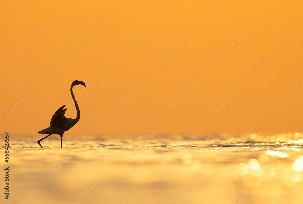 Silhouette of Greater Flamingos wading in the morning hours at Asker coast of Bahrai Silhouette of Greater Flamingos wading in the morning hours at Asker coast of Bahrai
