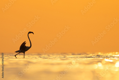 Silhouette of Greater Flamingos wading in the morning hours at Asker coast of Bahrai