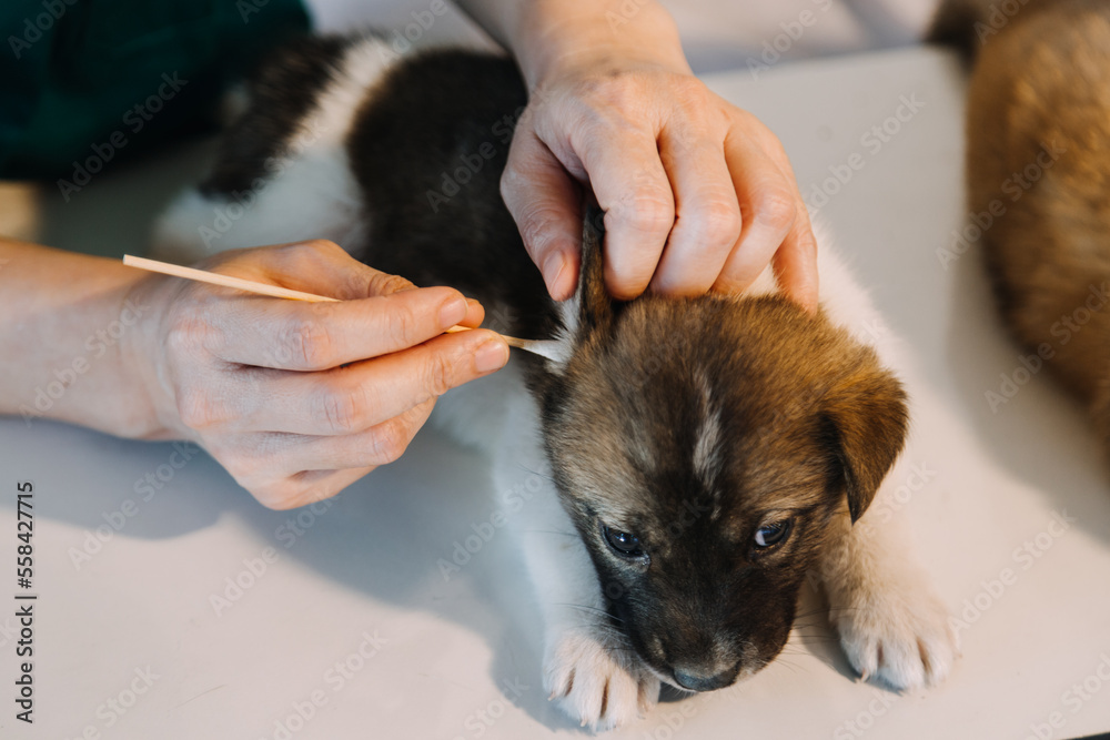 Checking the breath. Male veterinarian in work uniform listening to the breath of a small dog with a phonendoscope in veterinary clinic. Pet care concept