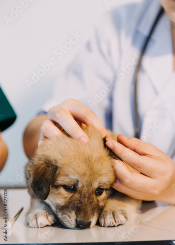 Fototapeta Naklejka Na Ścianę i Meble -  Checking the breath. Male veterinarian in work uniform listening to the breath of a small dog with a phonendoscope in veterinary clinic. Pet care concept