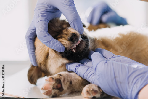 Checking the breath. Male veterinarian in work uniform listening to the breath of a small dog with a phonendoscope in veterinary clinic. Pet care concept