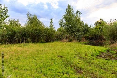 bright swampy glade in the forest