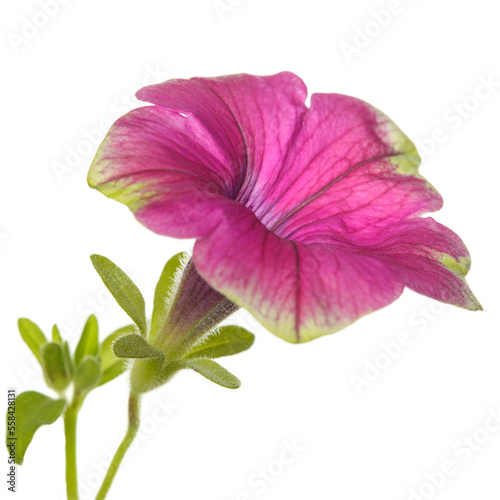 Pink green petunia flower isolated on white background.