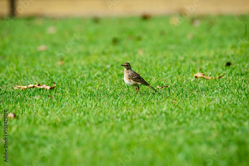  It is a bird that can be found in large grasslands. It seeks for small insects and worms in the meadows, often living in groups or flocks. © Wannchart