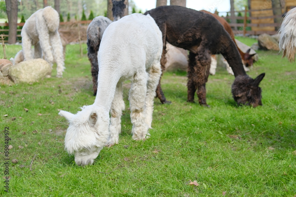 Fototapeta premium Alpacas on a rural summer farm