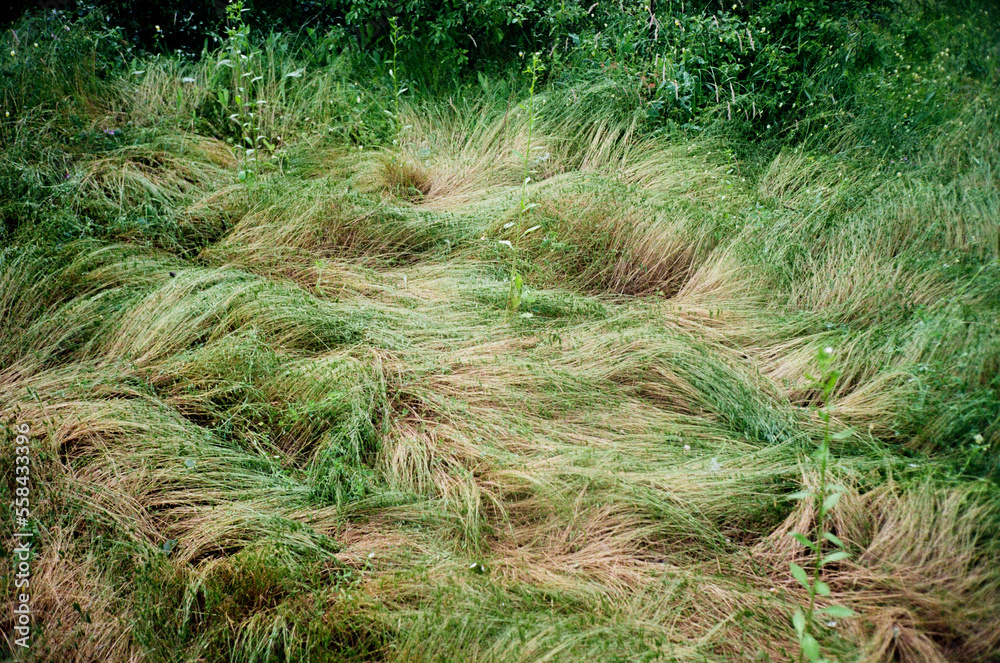 Pressed grass in the forest Pressed grass in the forest