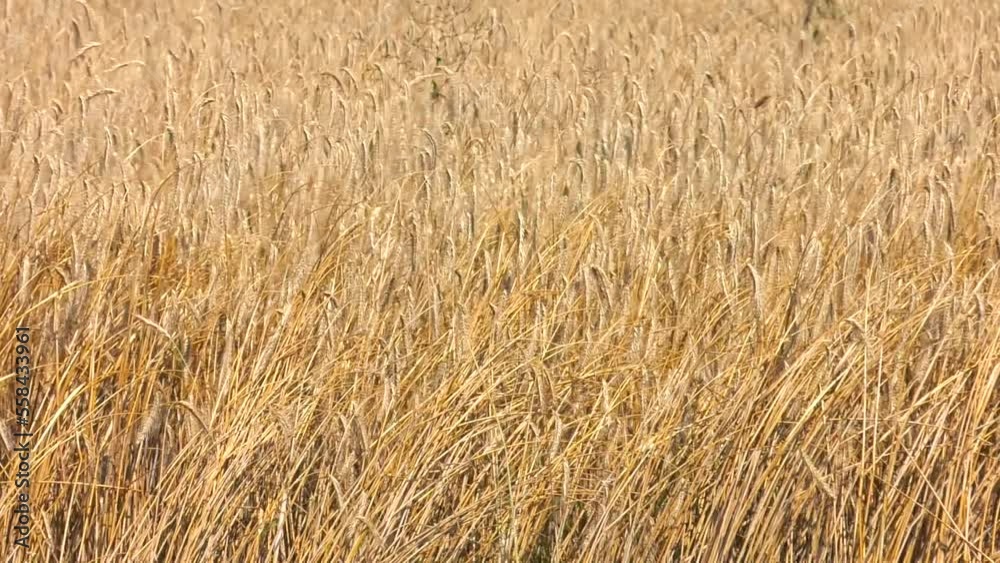 Golden barley field by sunset. Focused on one ripe head of barley. Single ripe head of barley. Agriculture, growing food products Golden barley field by sunset. Focused on one ripe head of barley. Single ripe head of barley. Agriculture, growing food products