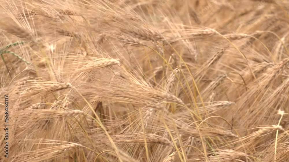 Golden barley field by sunset. Focused on one ripe head of barley. Single ripe head of barley. Agriculture, growing food products. Golden barley field by sunset. Focused on one ripe head of barley. Single ripe head of barley. Agriculture, growing food products.