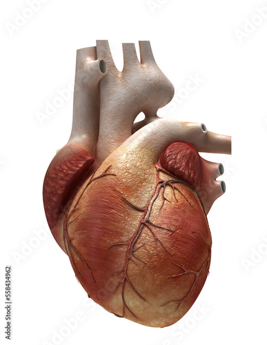 Obraz na płótnie human heart