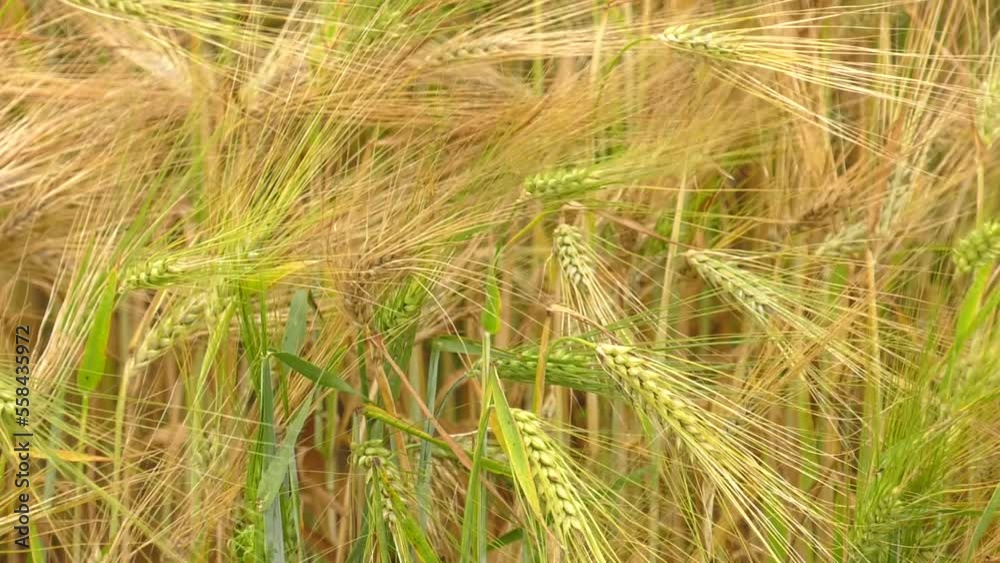 Green barley, wheat are growing in agricultural field. Green unripe cereals. The concept of agriculture, healthy eating, organic food. Before harvest spikelet of grain
Green barley, wheat are growing in agricultural field. Green unripe cereals. The concept of agriculture, healthy eating, organic food. Before harvest spikelet of grain