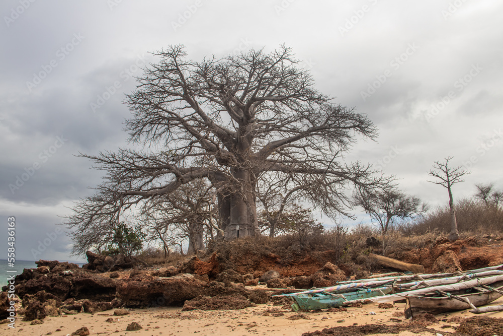 Obraz premium Old and huge Baobab tree growing between massive rustic rocks damaged by weather at the shore of Indian Ocean with beautiful azure and green colors of the waters and very cloudy skies