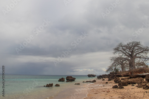 Fototapeta Naklejka Na Ścianę i Meble -  Old and huge Baobab tree growing between massive rustic rocks damaged by weather at the shore of Indian Ocean with beautiful azure and green colors of the waters and very cloudy skies