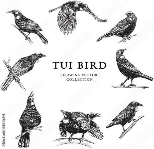 set of hand drawn birds