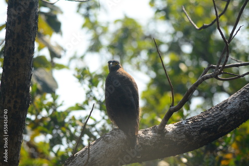 crested serpent eagle on the tree photo