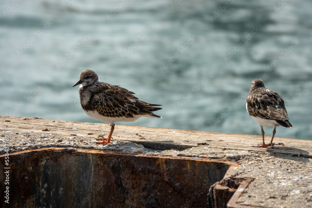 turnstones resting on the sea defences with the sea in the background turnstones resting on the sea defences with the sea in the background