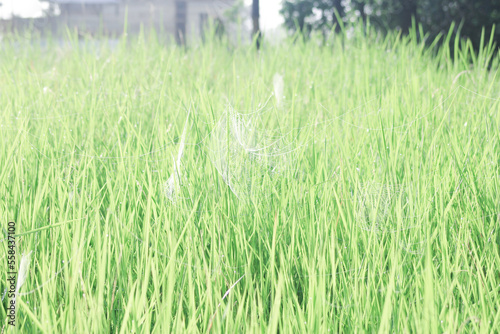 you can see a spider's web between the leaves of the weeds which are wet with morning dew with a little sunlight in the morning. photo