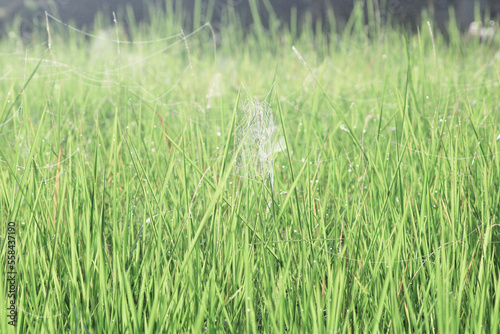 you can see a spider's web between the leaves of the weeds which are wet with morning dew with a little sunlight in the morning.