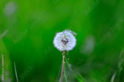 Blowball of Taraxacum plant on long stem. Blowing dandelion clock of white seeds on blurry green background of summer meadow. Fluffy texture of white dandelion flower closeup. Fragility concept.