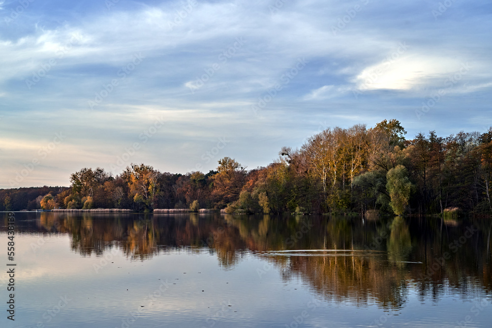 Deciduous forest on the shore of a lake in the evening during autumn