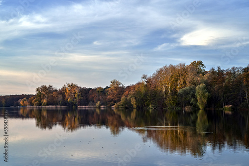 Deciduous forest on the shore of a lake in the evening during autumn
